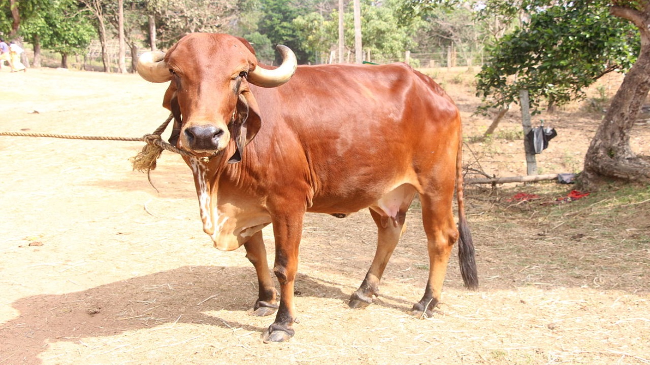 गिर नस्ल की गाय