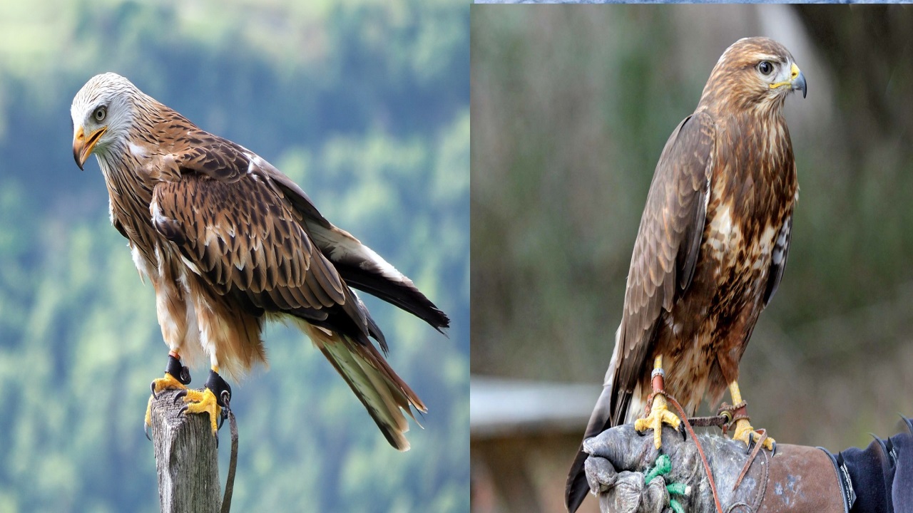 बाज और चील में