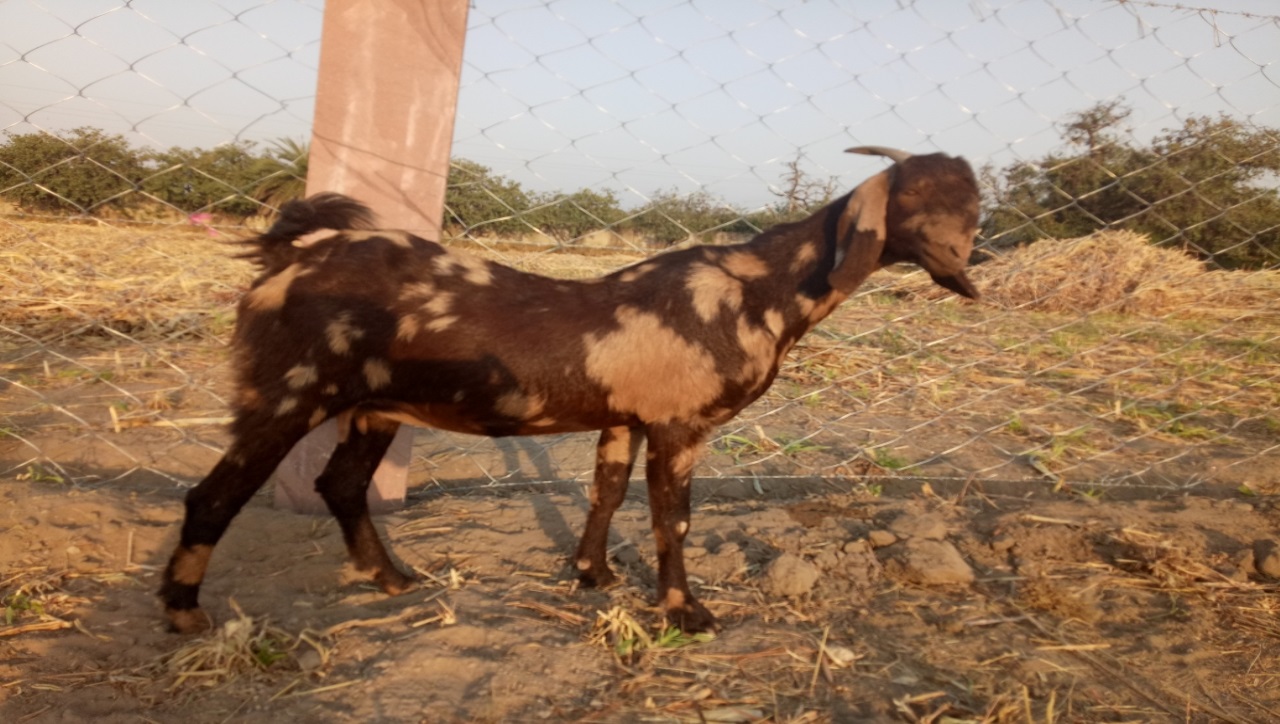 सिरोही नस्ल की बकरी