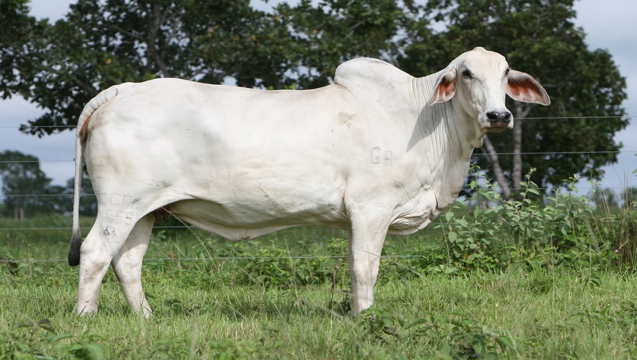 हेलीकॉप्टर से भी ज्यादा