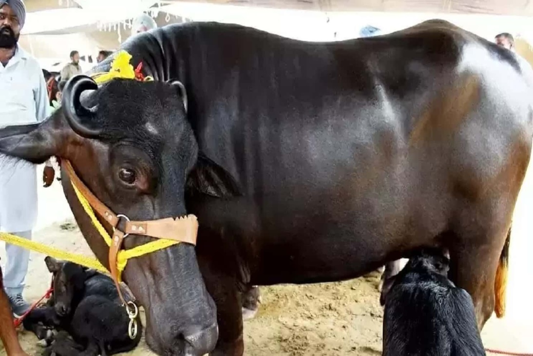 इस नस्ल की भैंस