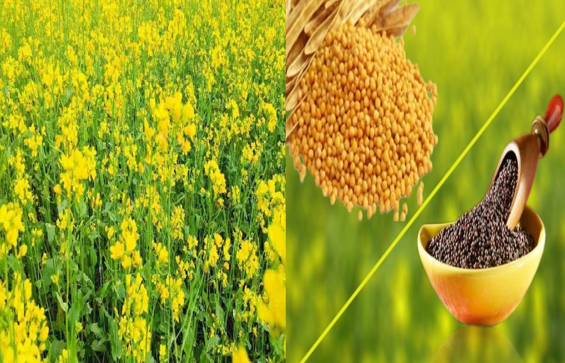 सरसों की ये 10