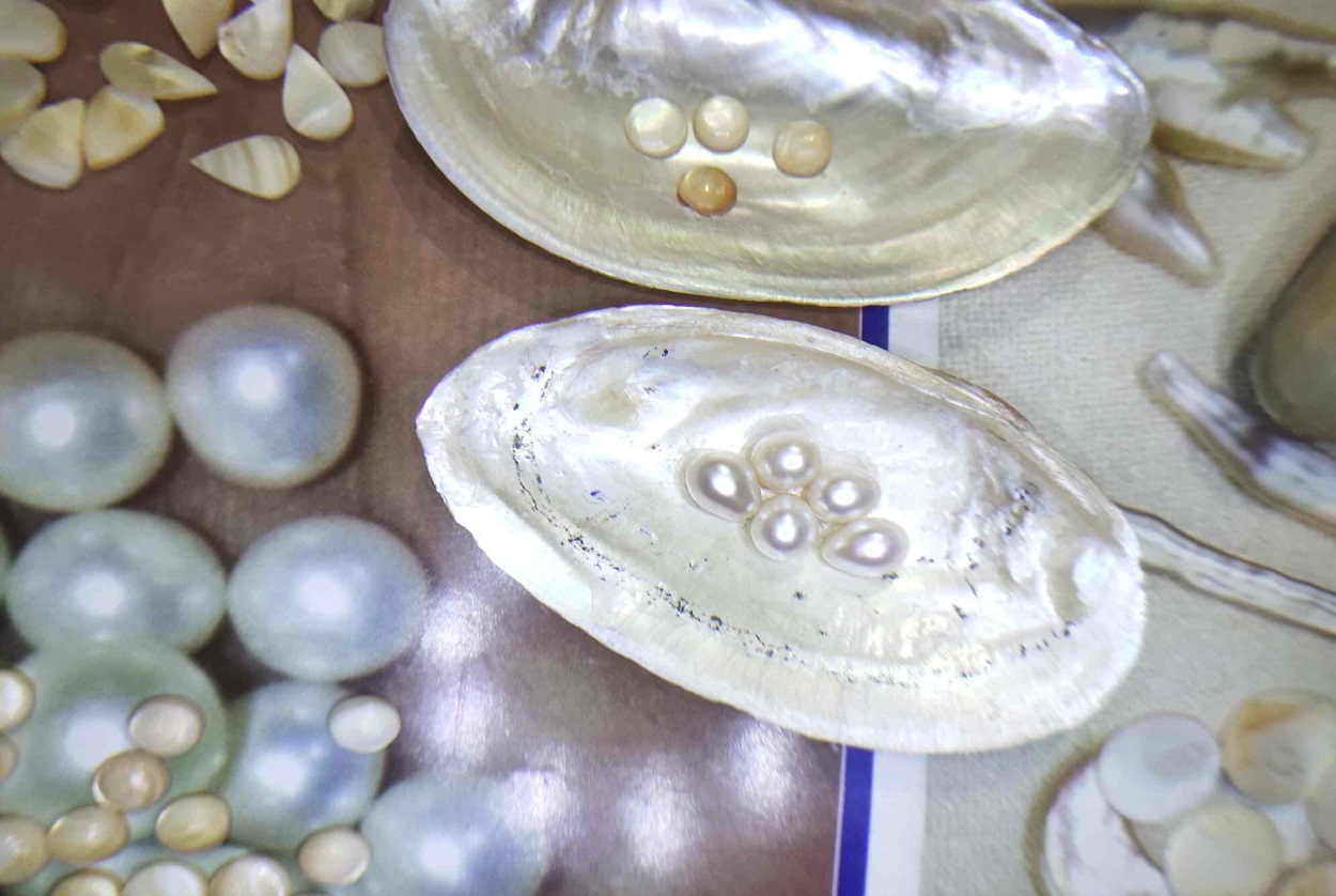 मोती की खेती कैसे