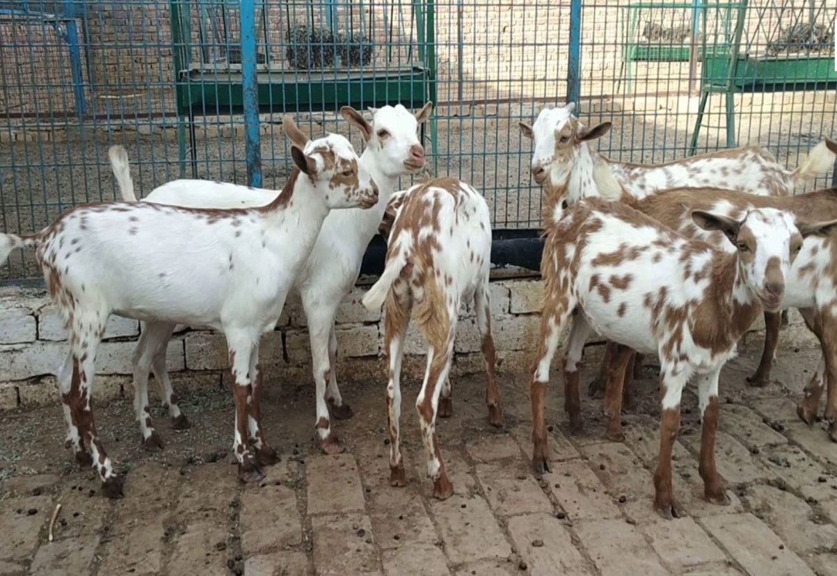 इन तरीको से बकरी