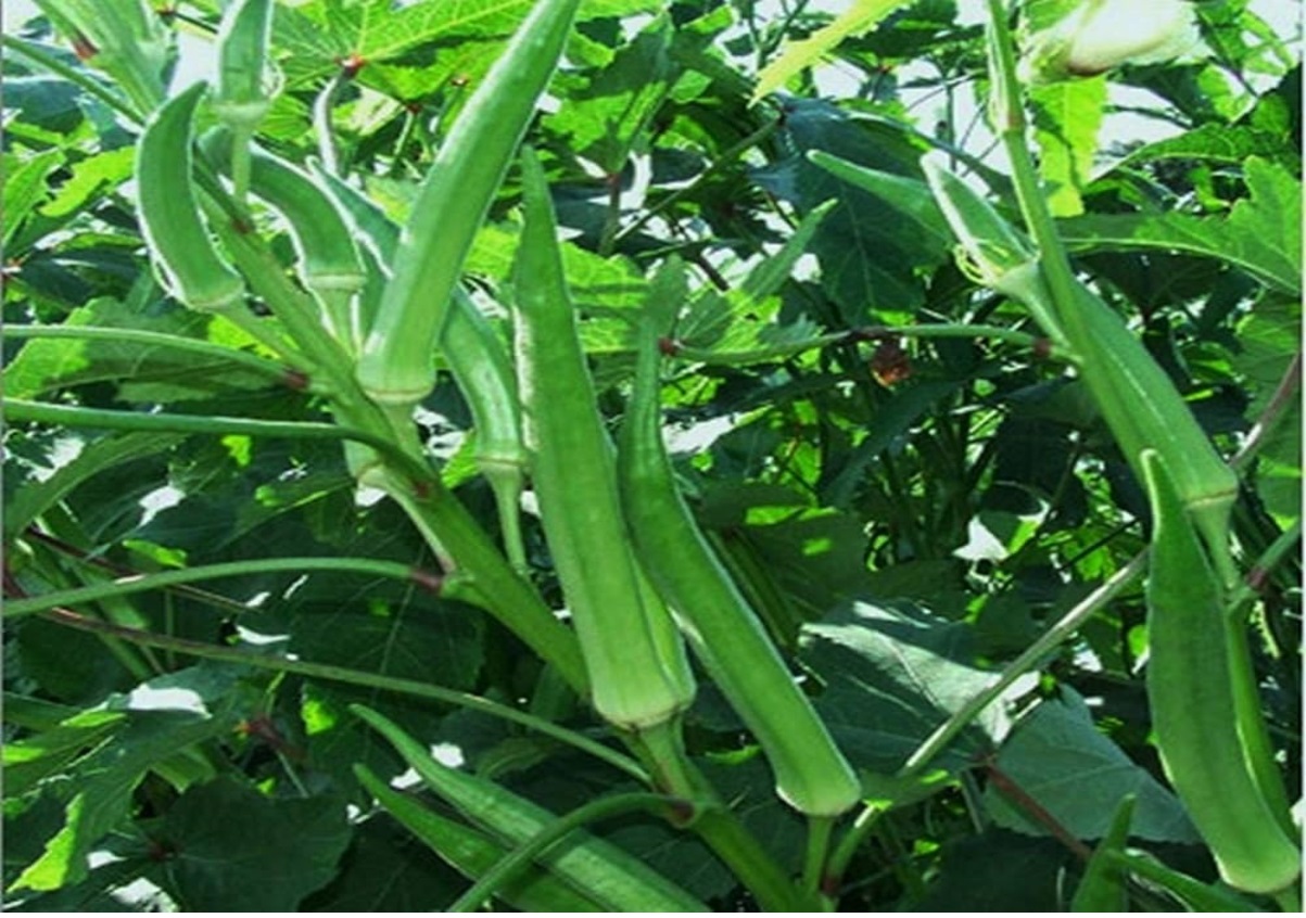 भिंडी की इन किस्मों