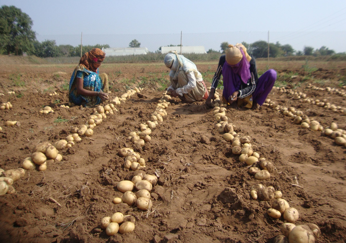 आलू की ये बेहतरीन