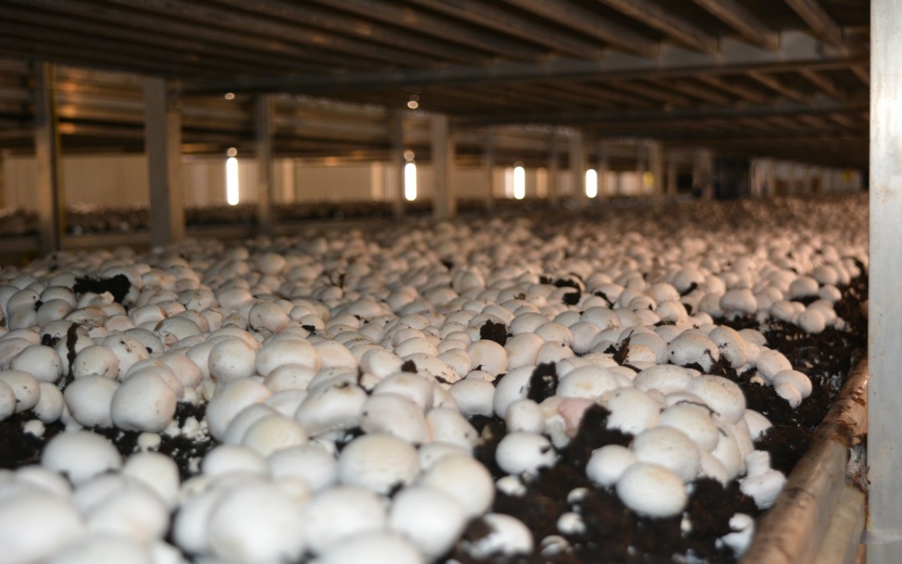 मशरूम की इन 5