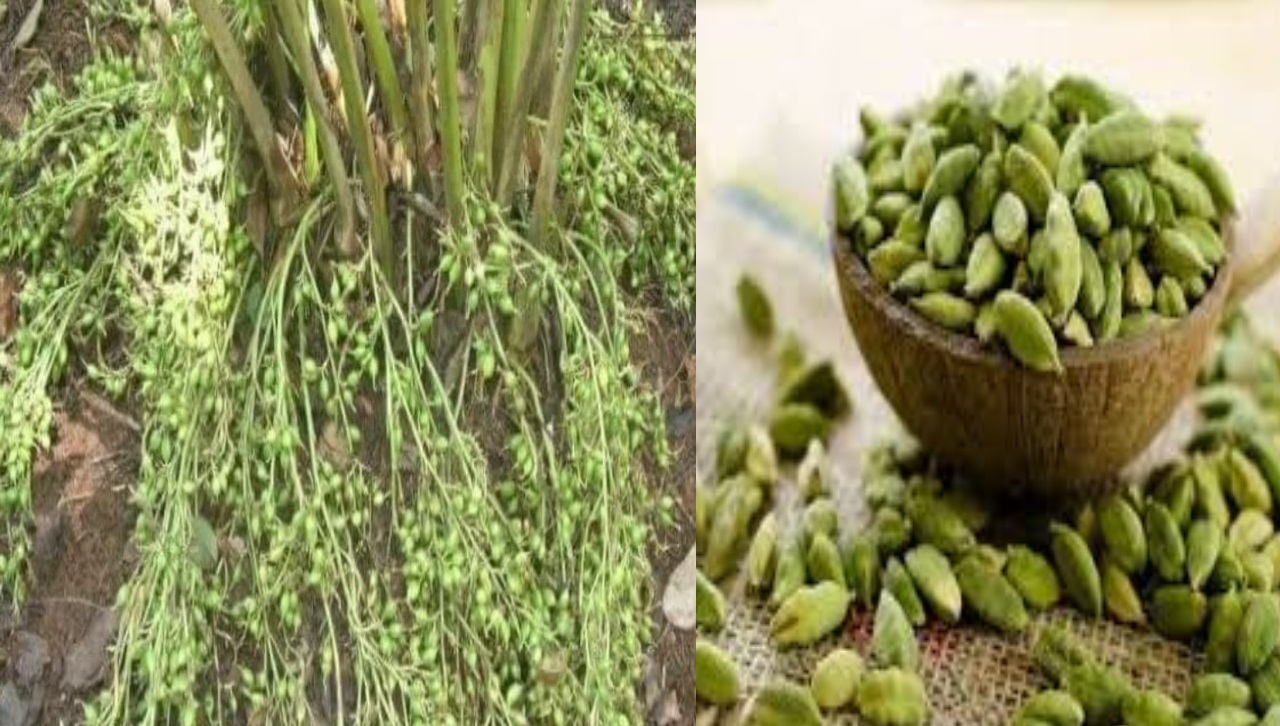 इलायची की खेती इस