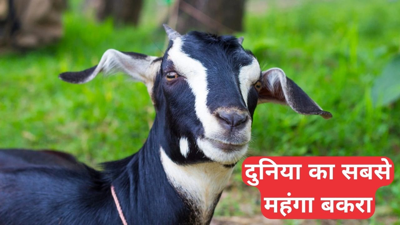 इस बकरे की कीमत