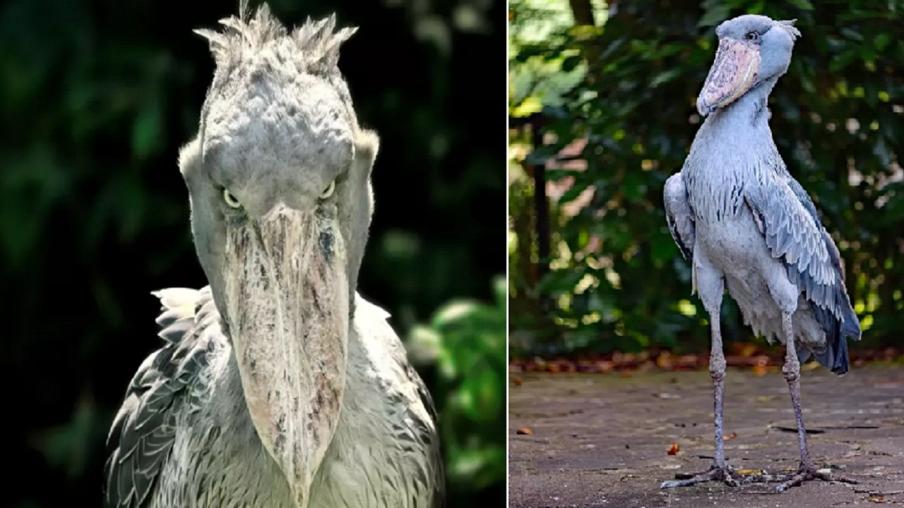 मगरमच्छ जैसे विशालकाय जीव