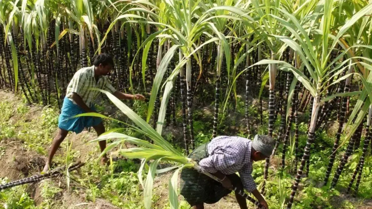 SugarCane News: होली से