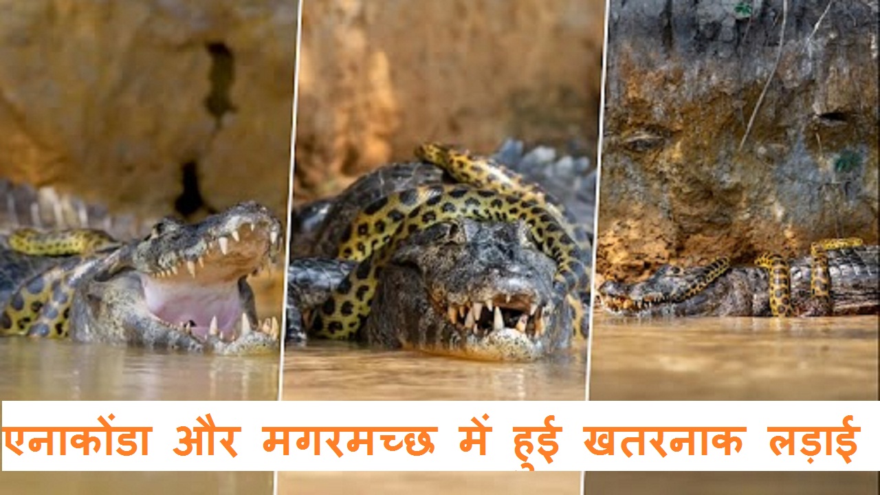 एनाकोंडा और मगरमच्छ में