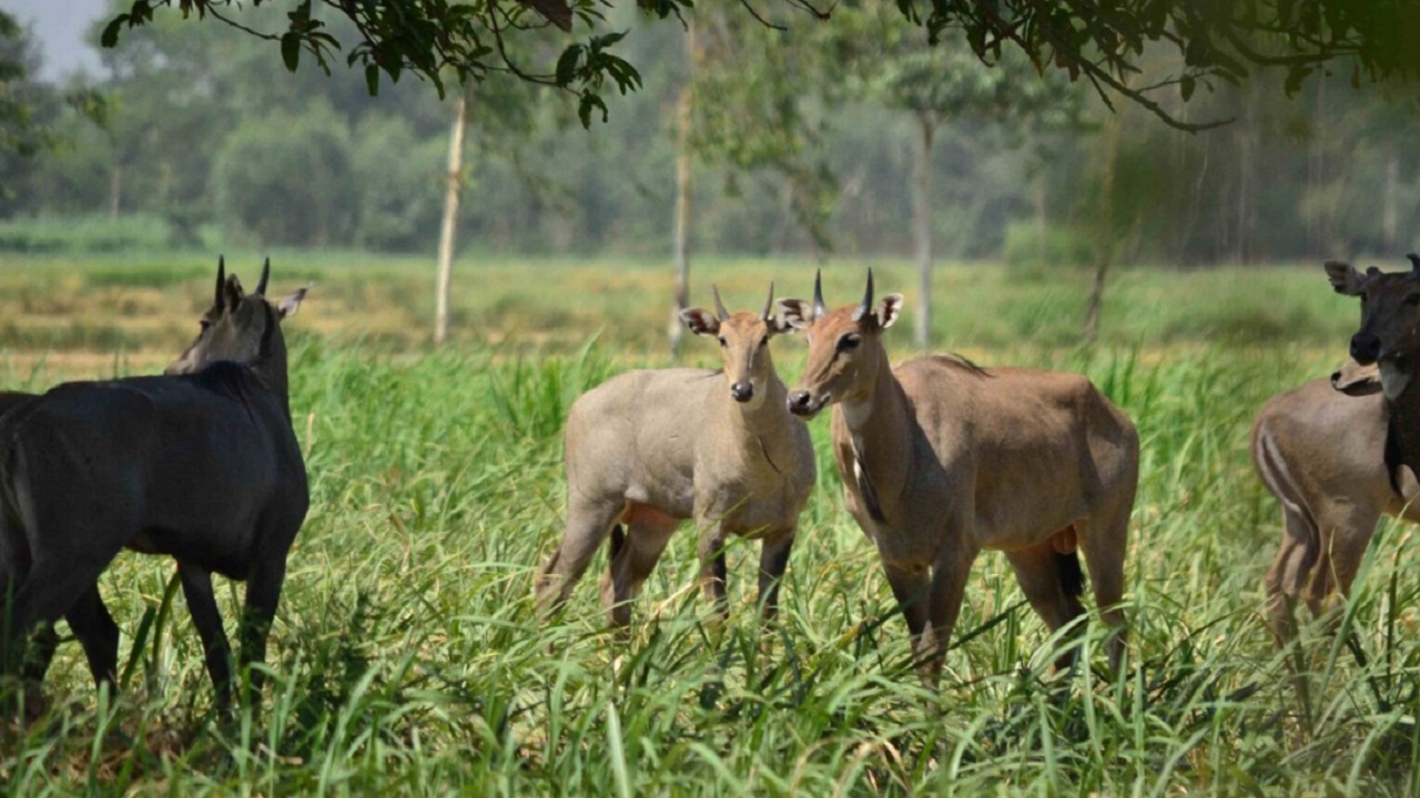 मात्र 15 रुपये का