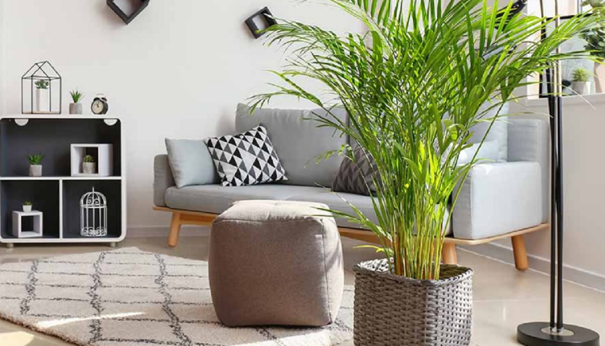 ये सजावटी पौधों होते