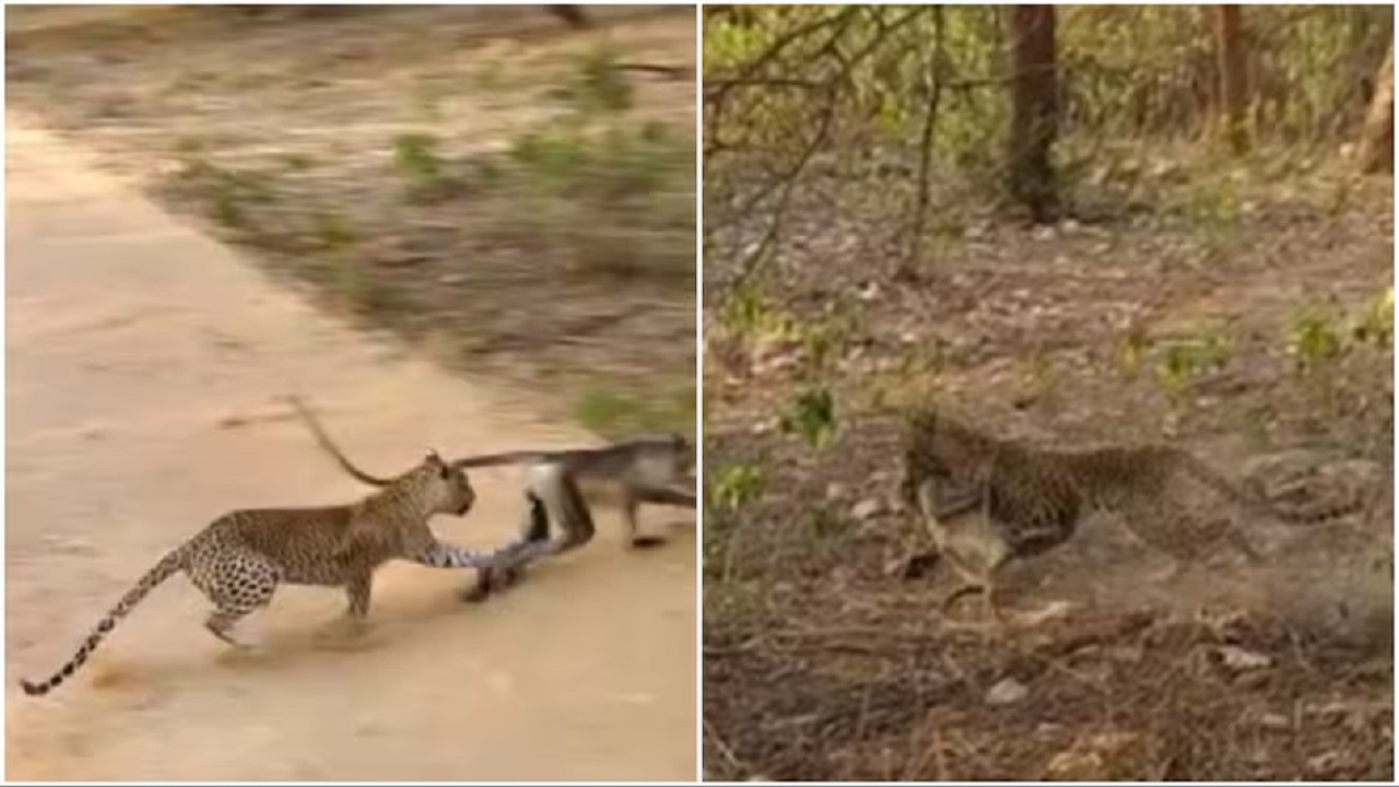 बंदर को देख लेपर्ड