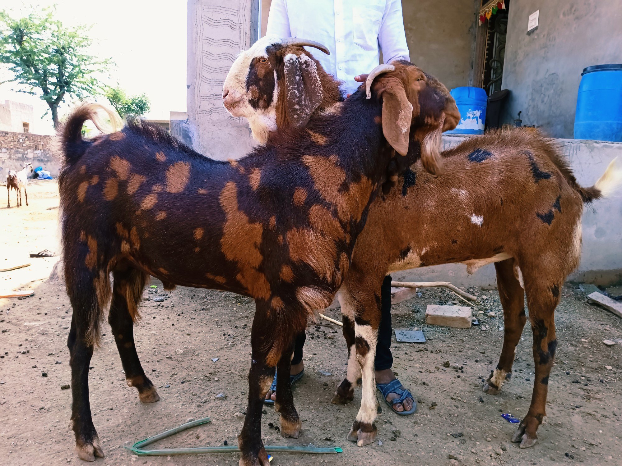 सिरोही नस्ल की बकरी