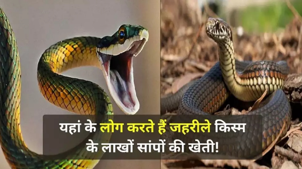 यहां होती है जहरीले