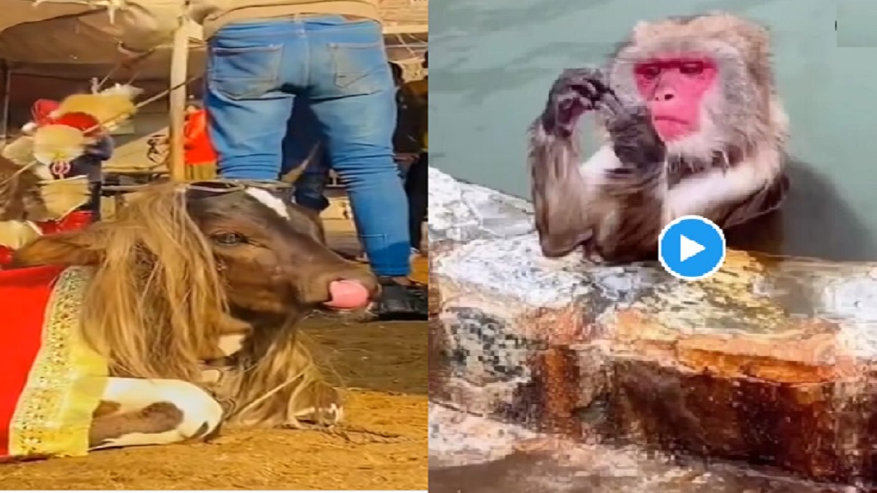 सोशल मीडिया पर तेजी