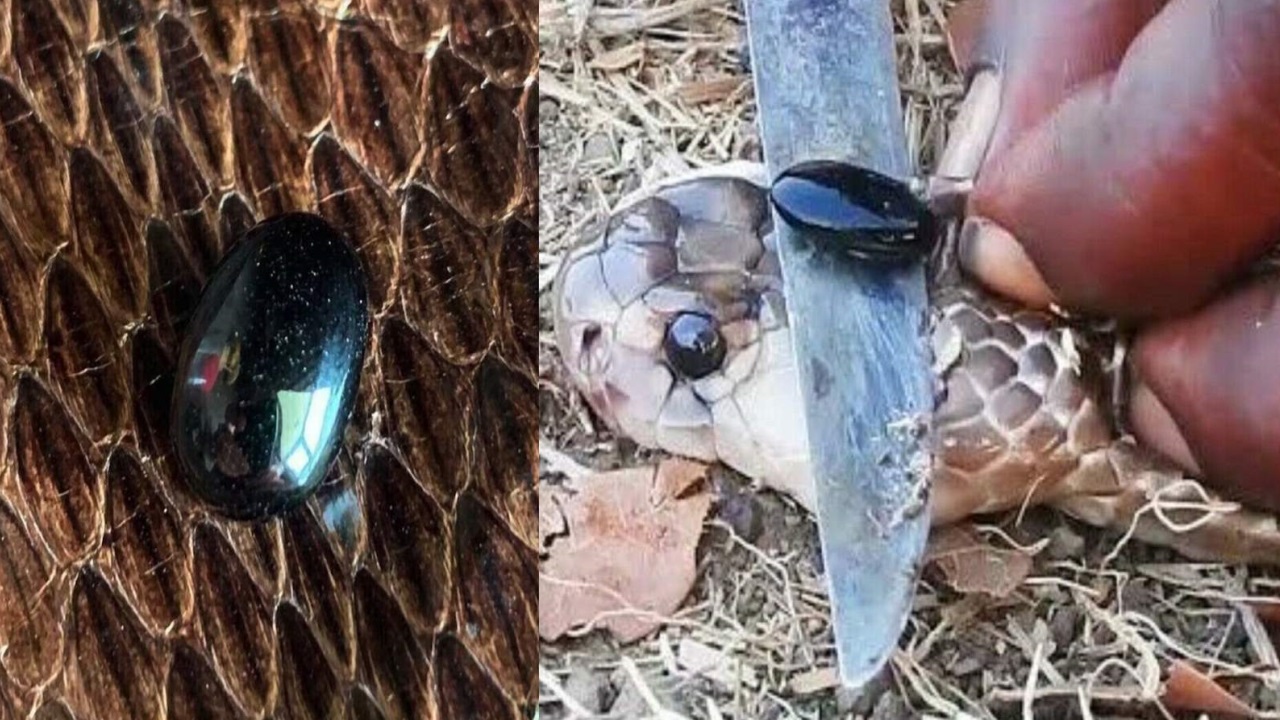 क्या सच में कोबरा