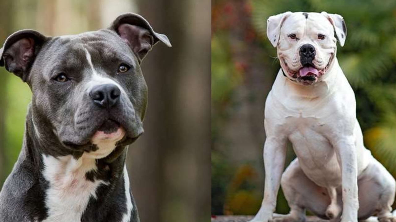 गौतमबुद्ध नगर में कुत्तों