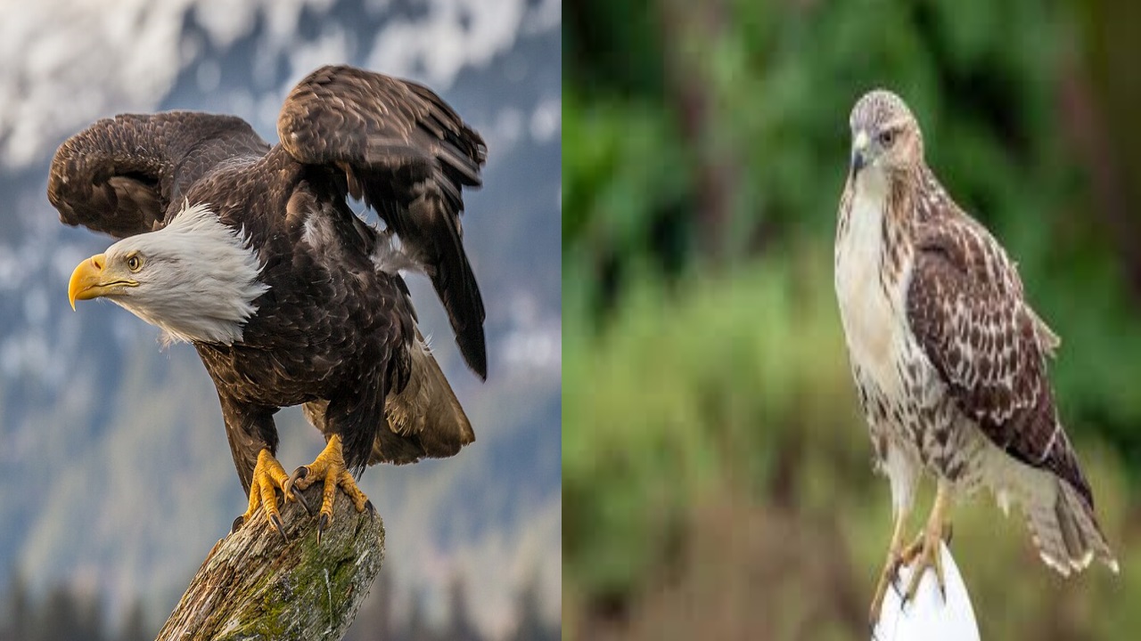 आकाश के दो बड़े