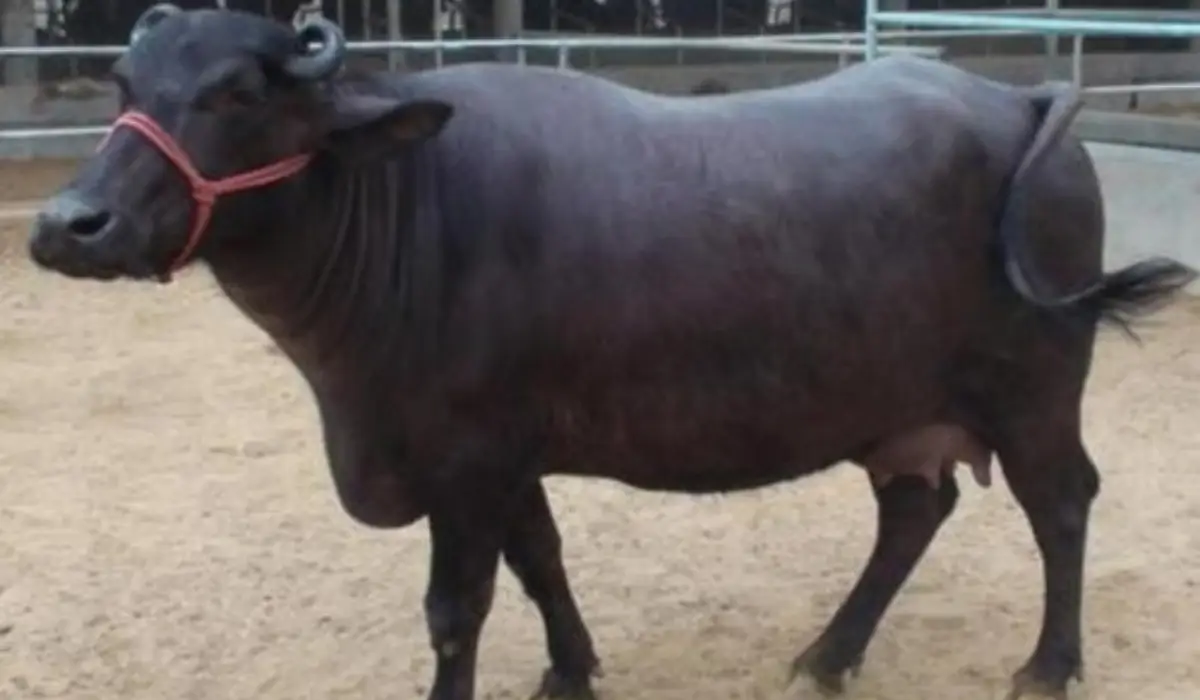 मेहसाना भैंस बनाएगी काम