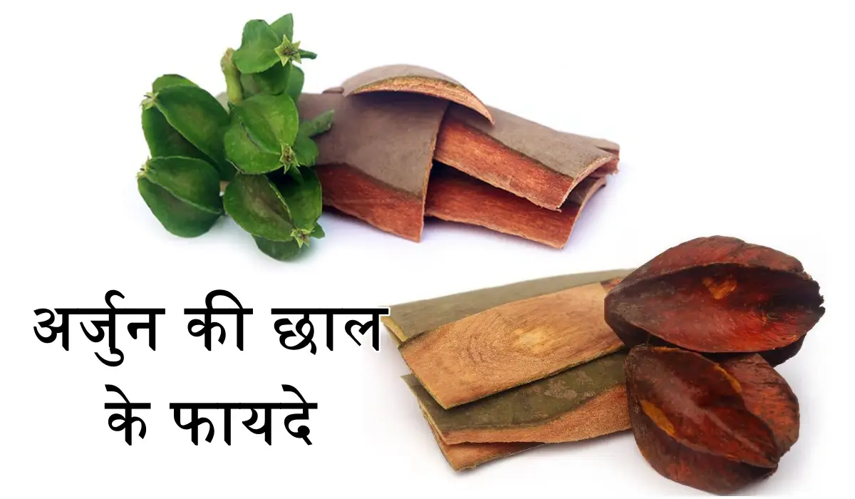अर्जुन की छाल होती