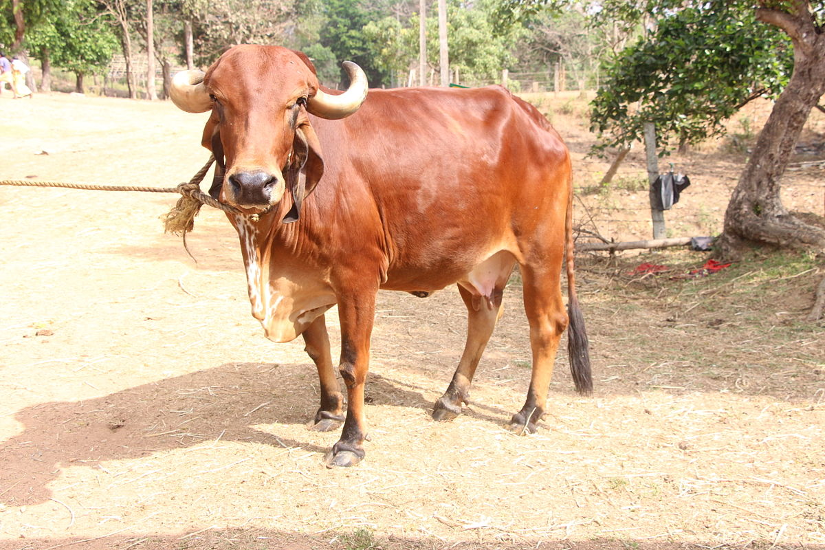 इस गाय की नस्ल