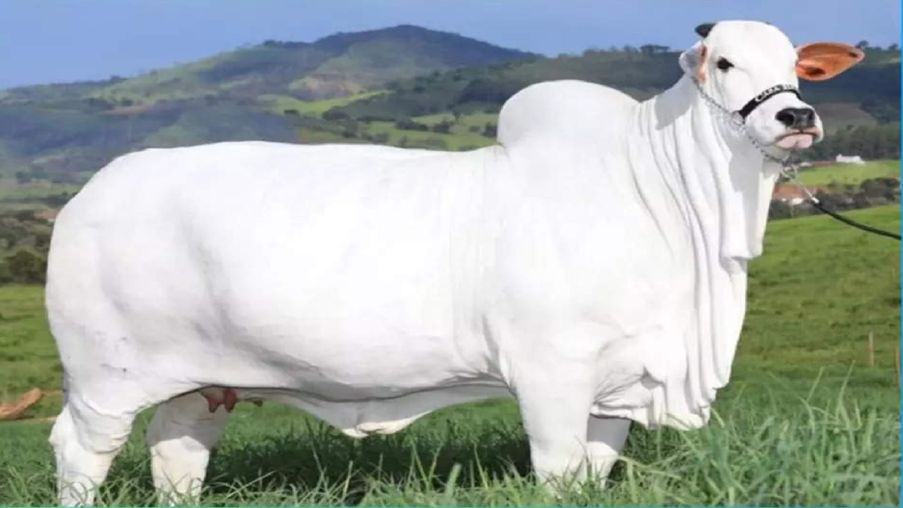 दुनिया की सबसे महंगी