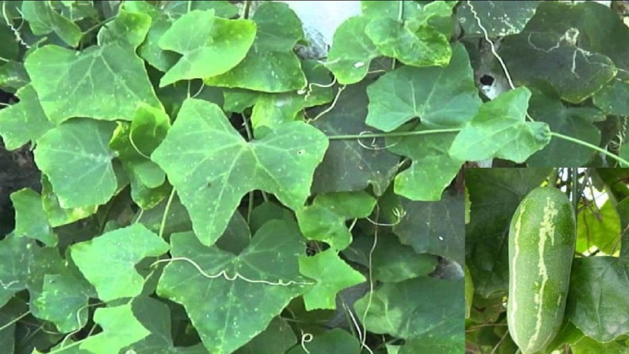 मालमाल कर देगी खेत