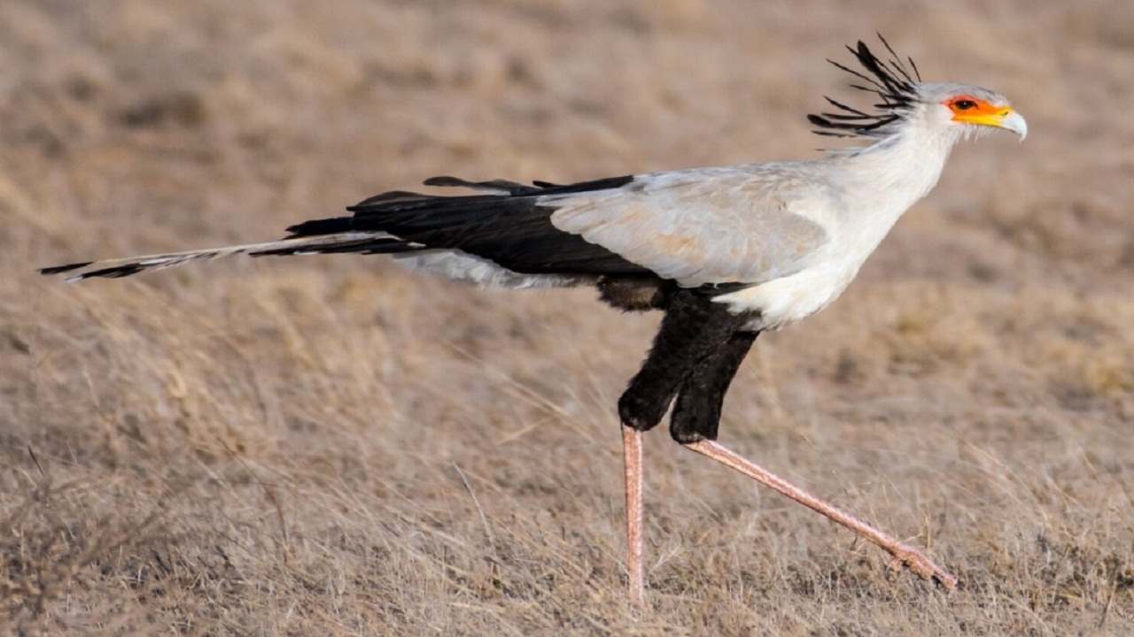 इंसान जितना लंबा होता