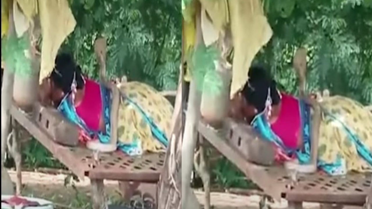 किंग कोबरा सांप की