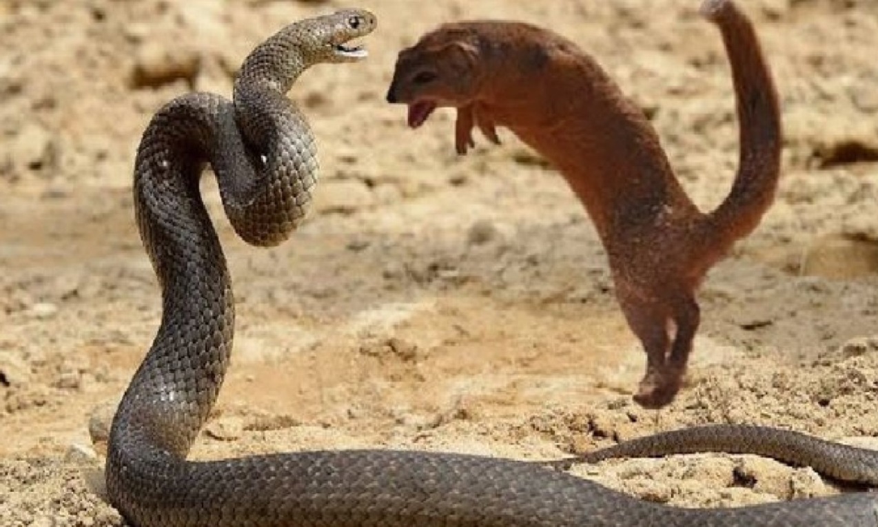 सांप और नेवल की