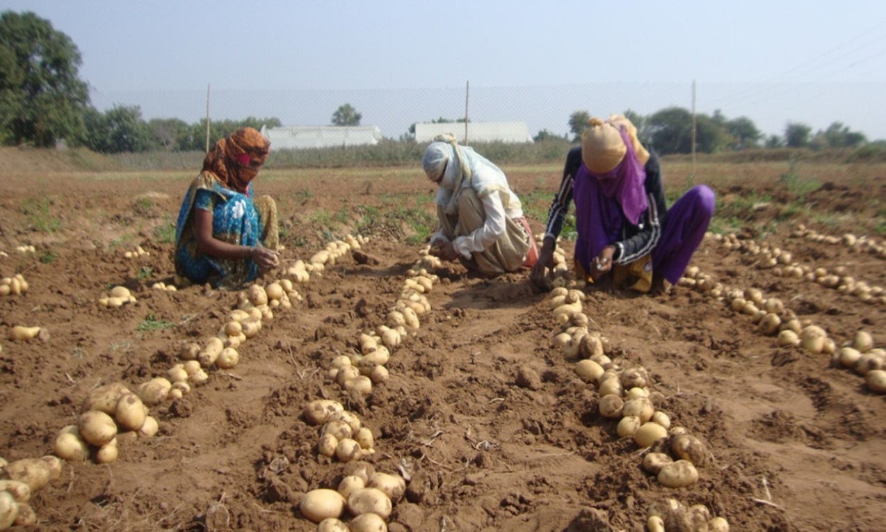 आलू की बेहतरीन किस्में