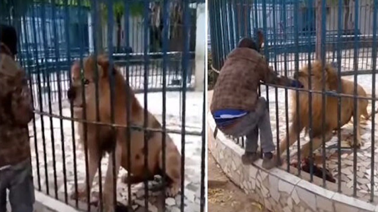 बब्बर शेर के बाड़े