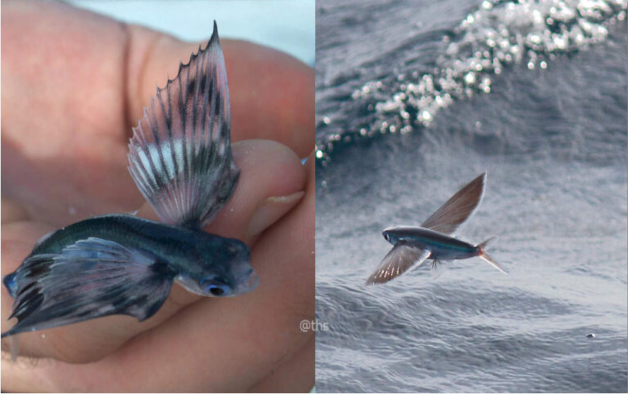 Flying Fish Video- समुद्र