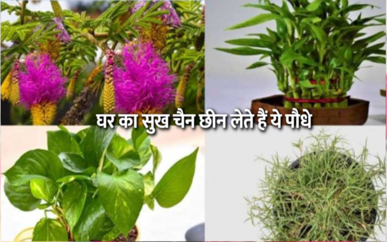 Unlucky Plants: सौभाग्य को
